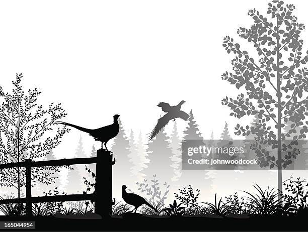 landscape with pheasants - gamebird stock illustrations