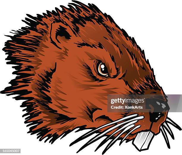 stockillustraties, clipart, cartoons en iconen met beaver/rodent - beaver