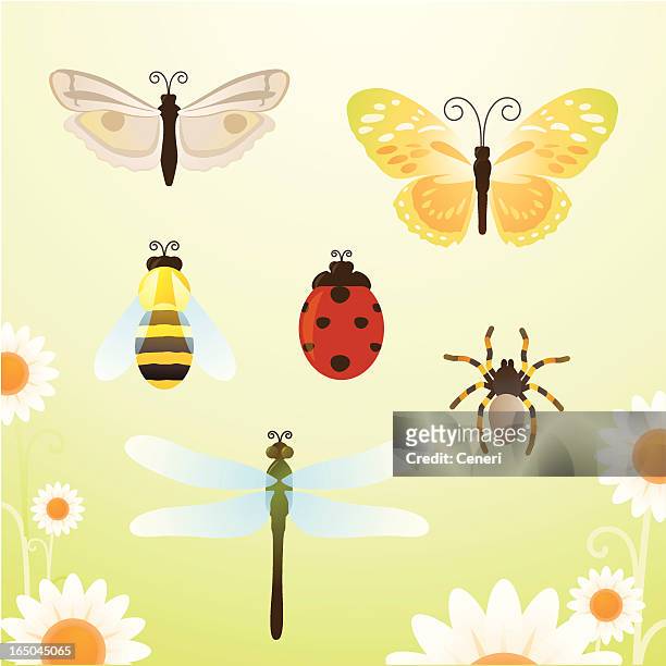 insects - symmetry butterfly stock illustrations