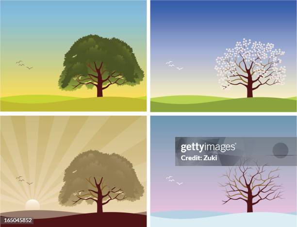 Winter Summer Tree Photos and Premium High Res Pictures - Getty Images