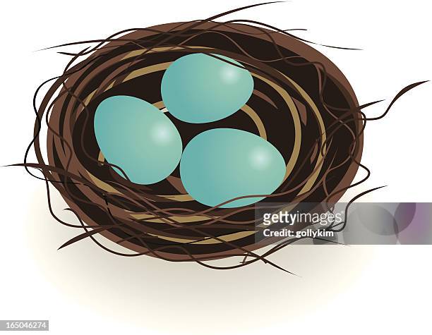 robin eggs in nest - robin stock illustrations