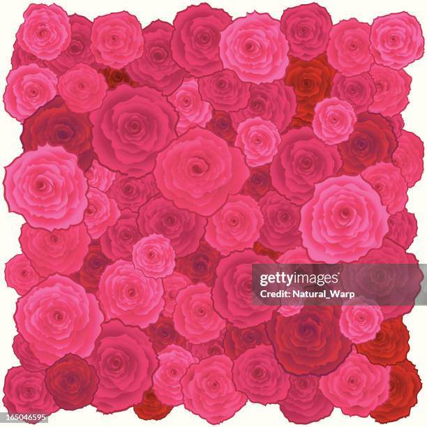 roses square - pink roses background stock illustrations