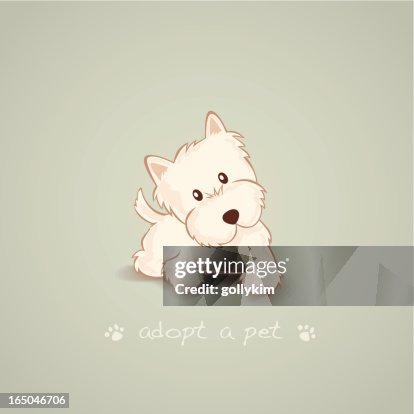 Adopt a Pet Westie Adopt a Pet Westie