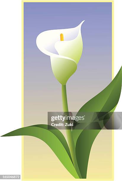 calla lilly - calla lily stock illustrations