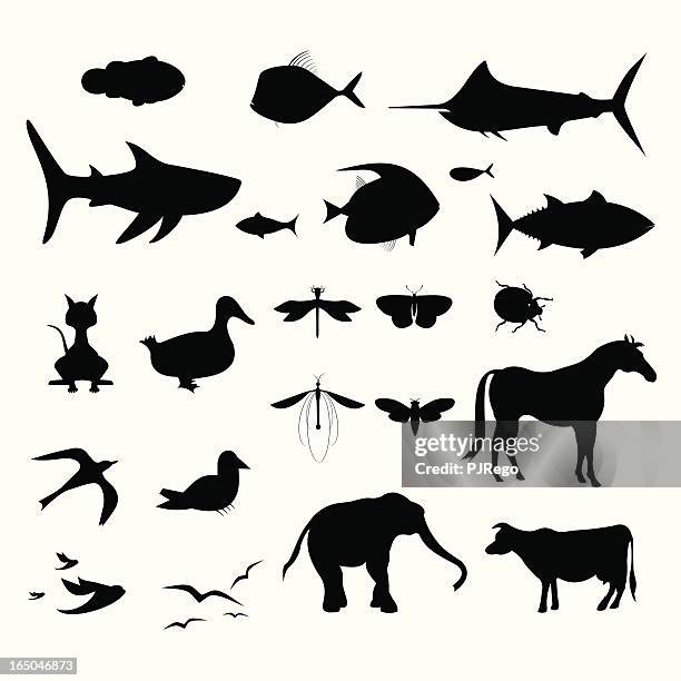 illustrations, cliparts, dessins animés et icônes de animal vertébré & animal invertébré silhouettes - marlin