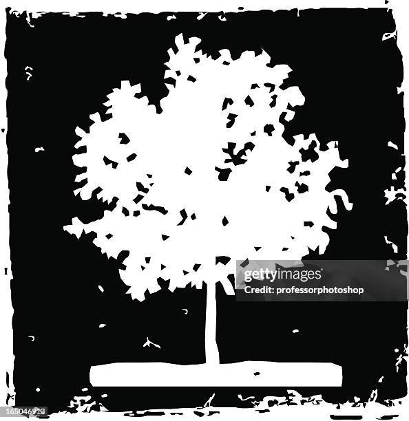 elm tree - ulmaceae stock illustrations