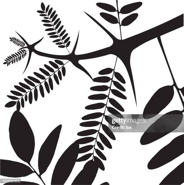 ilustraciones, imágenes clip art, dibujos animados e iconos de stock de acacia-vector - acacia