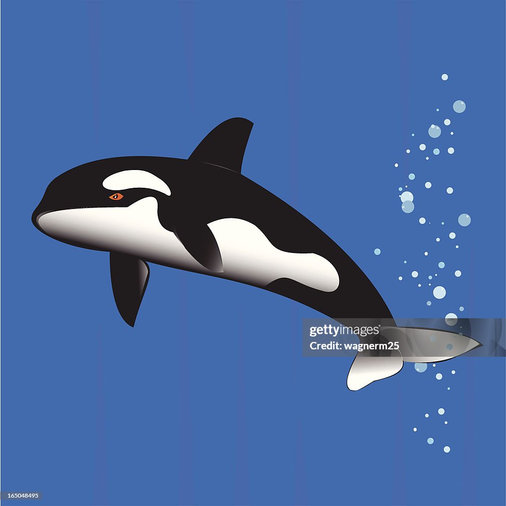 Killer Whale Swimming Underwater Releasing Bubbles High-Res Vector Graphic  - Getty Images
