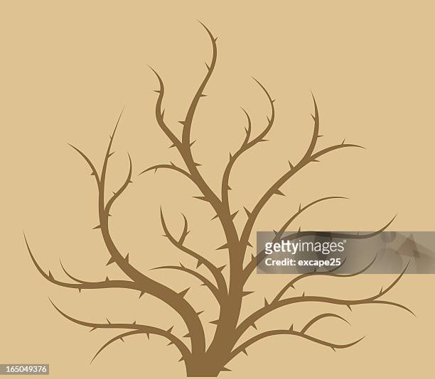 33 Thorn Bush Illustrations - Getty Images