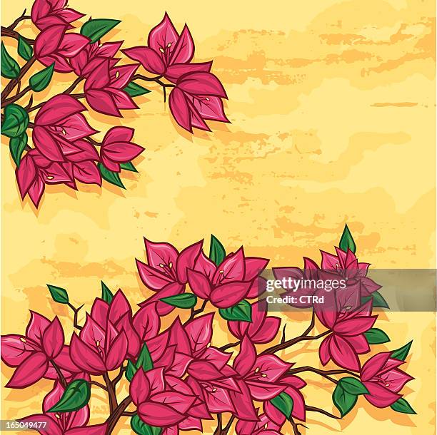 bougainvillea flowers - bougainvillea wall stock illustrations
