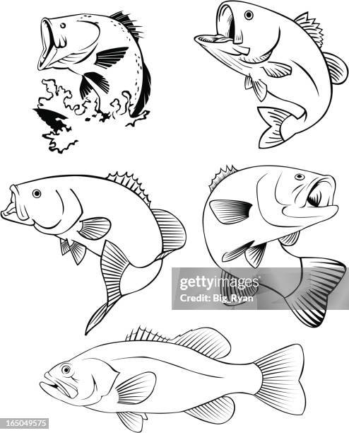 all bass - sea bass stock illustrations