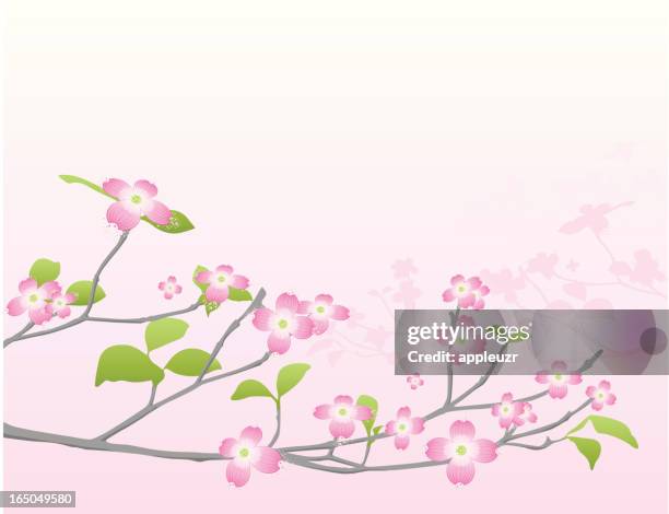 dogwood in the spring - dogwood stock illustrations