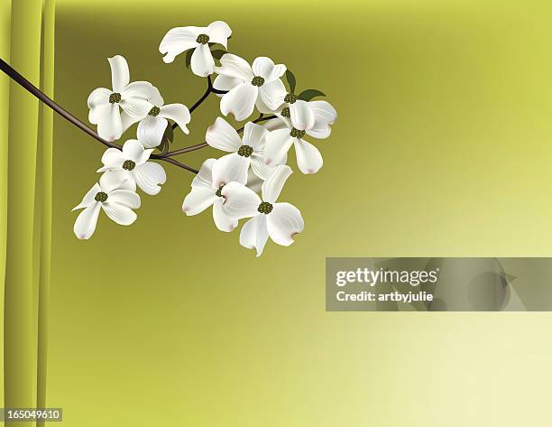 dogwood branch - dogwood blossom 幅插畫檔、美工圖案、卡通及圖標