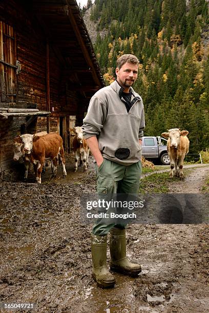 swiss farmer stands on farm with cows in mountains - swiss cow stock pictures, royalty-free photos & images