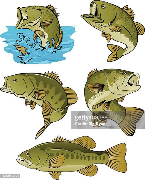 ilustraciones, imágenes clip art, dibujos animados e iconos de stock de lotes de bass - pez roca