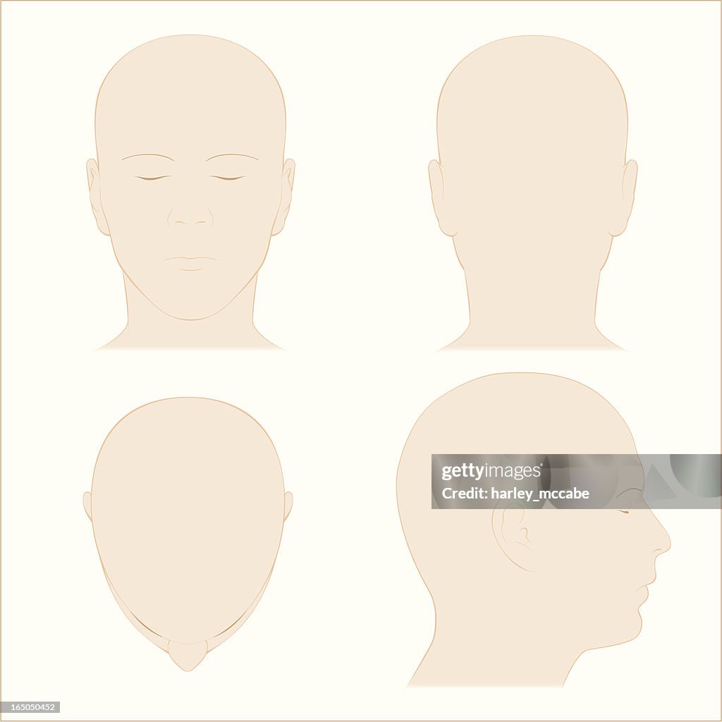 Human Head Ridge Human Head Surface Anatomy Colour High-Res Vector Graphic - Getty Images