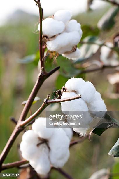 cotton boll - cotton stockfoto's en -beelden