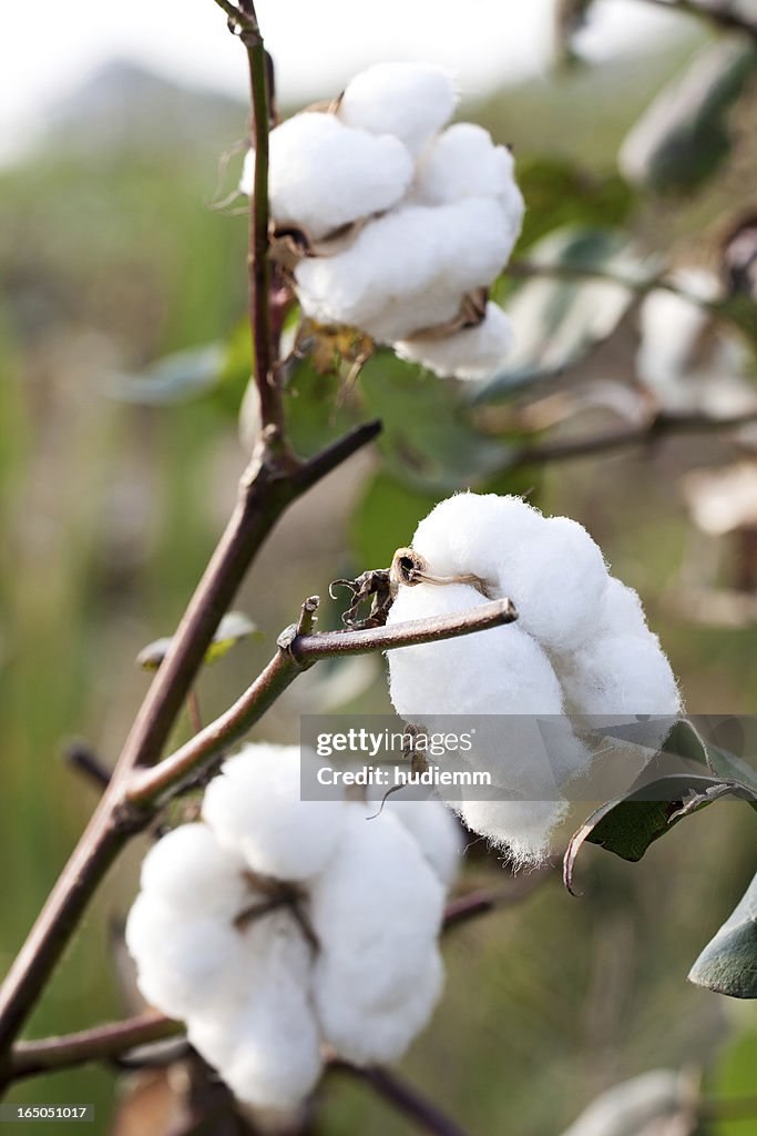 Cotton boll