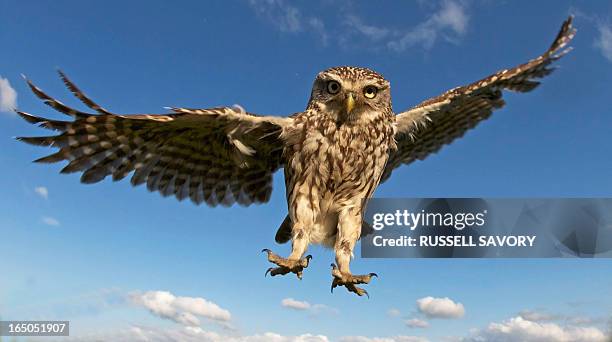 little owl coming into land - carnivorous stock pictures, royalty-free photos & images