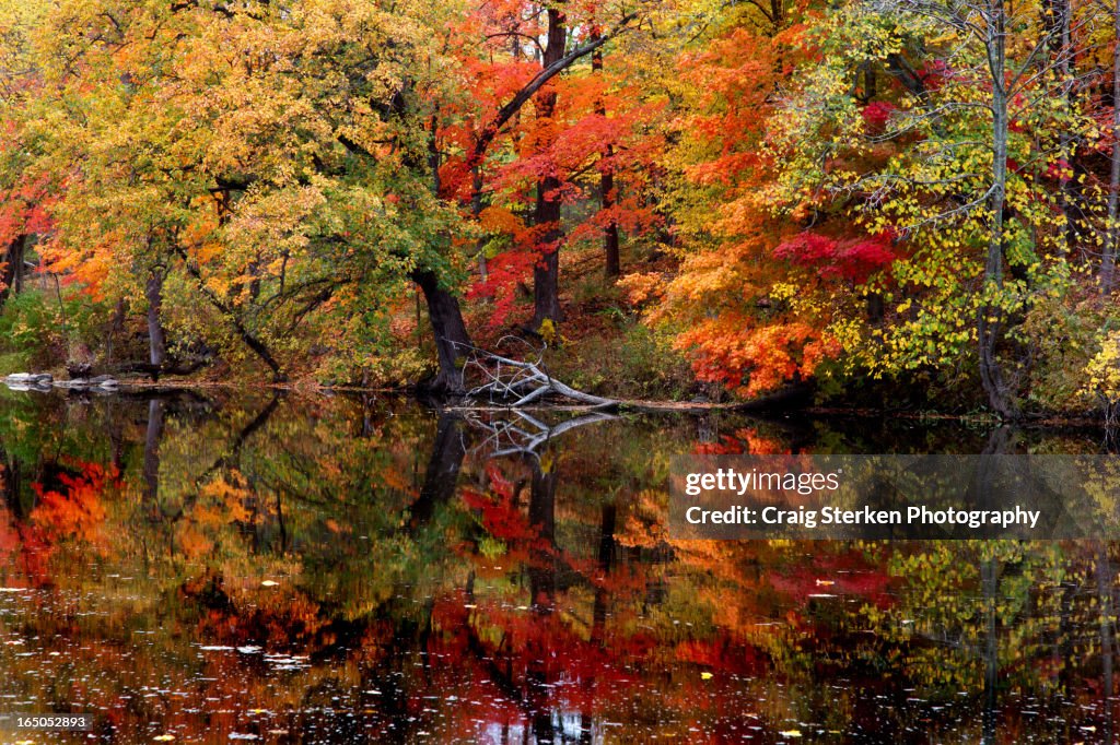 Reflections in Autumn