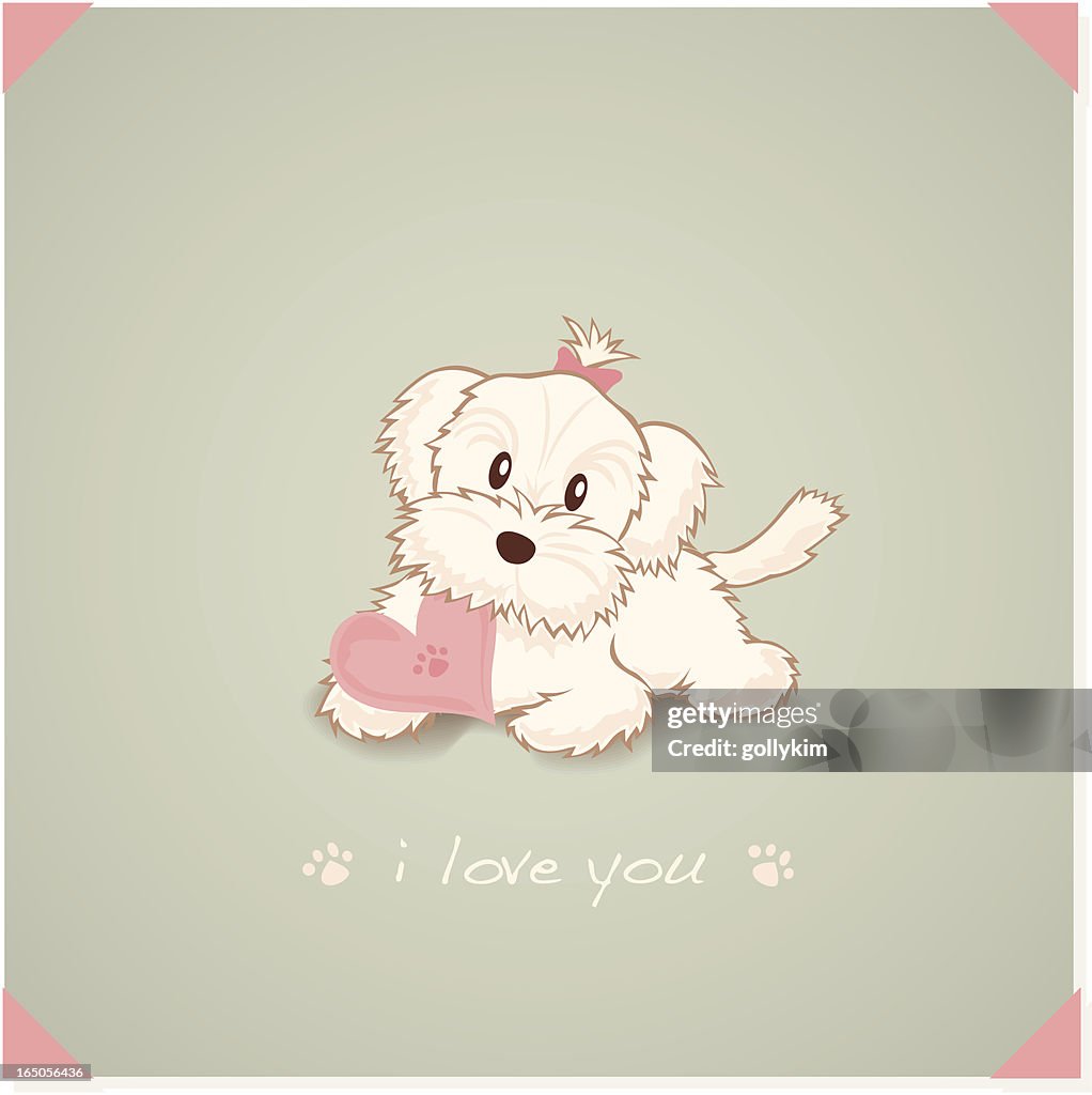 Maltese Dog