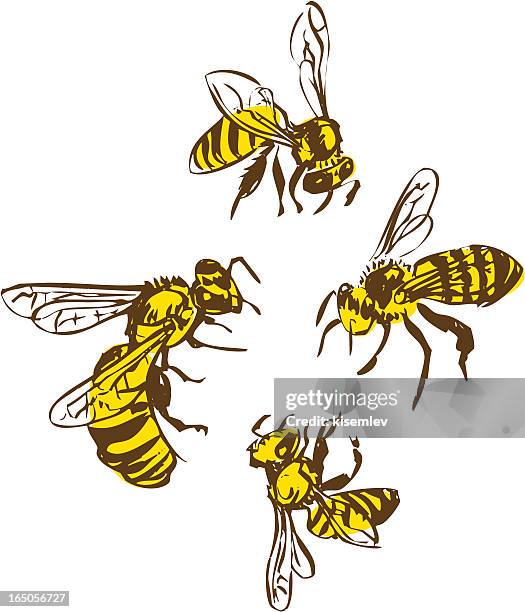 wespe und bees - wasp stock-grafiken, -clipart, -cartoons und -symbole