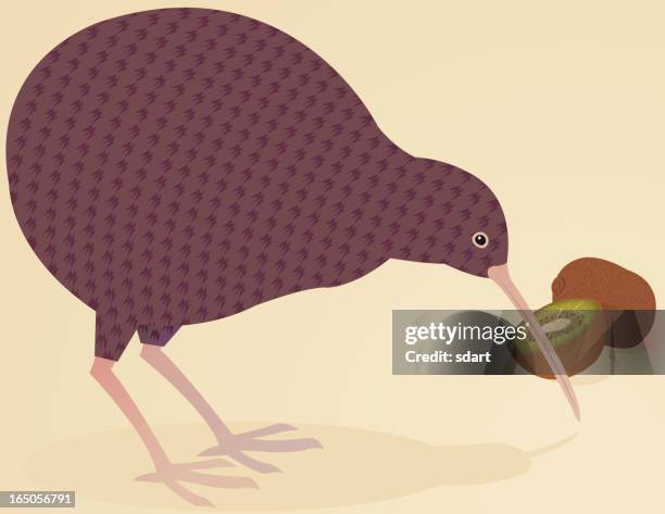 kiwi - kiwi bird stock illustrations