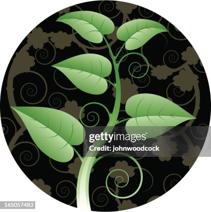 Seedling Seedling