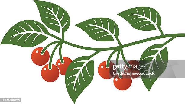 cherry branch - picking berries stock illustrations