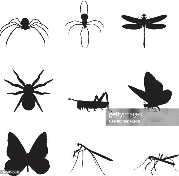 silhouettes of various insects on a white background  - dragonfly stock illustrations