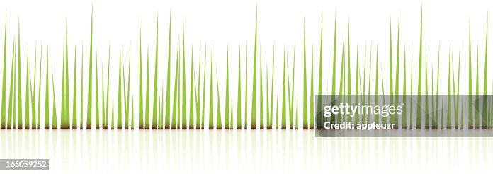 Graphi Grass Grass High-Res Vector Graphic - Getty Images
