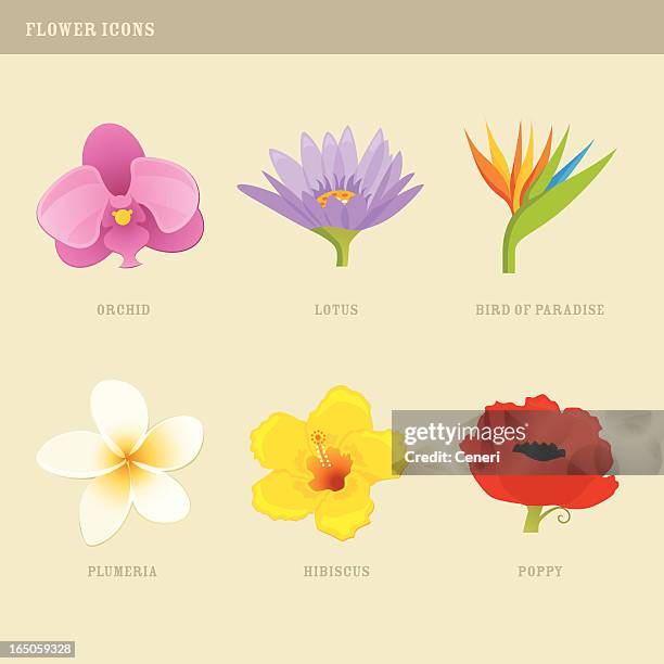 flower icons: orchid, lotus, bird of paradise, plumeria, hibiscus, poppy - plumeria stock illustrations