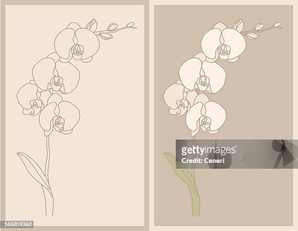 orchid - orchid 幅插畫檔、美工圖案、卡通及圖標