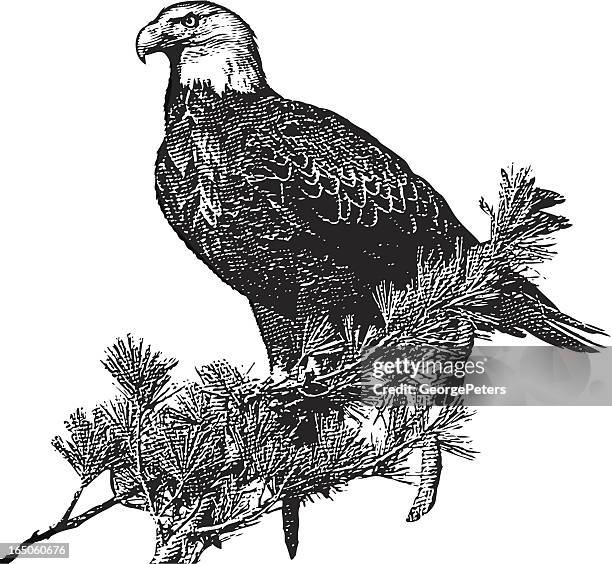 engraving of bald eagle - etching stock illustrations