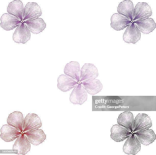 phlox blüten - phlox stock-grafiken, -clipart, -cartoons und -symbole