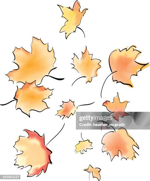 autumn leaves falling - maple tree white background stock illustrations
