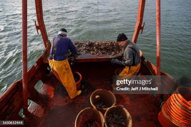 Rob Lamont and John Mills dredge Scotland's last wild native oyster fishery from the 1970s Clyde built trawler, the 'Vital Spark' on August 31, 2023...