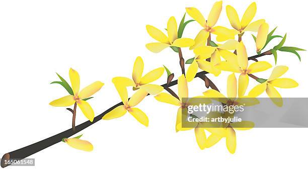 forsythien branch - forsythia stock-grafiken, -clipart, -cartoons und -symbole