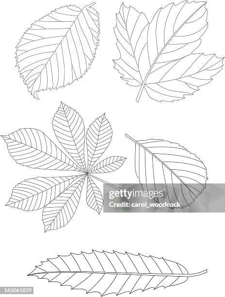 leaves - sycamore tree stock illustrations