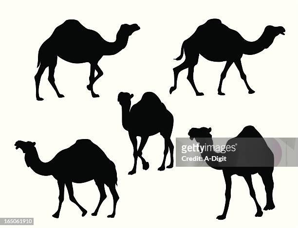 bildbanksillustrationer, clip art samt tecknat material och ikoner med camels vector silhouette - dromedary camel