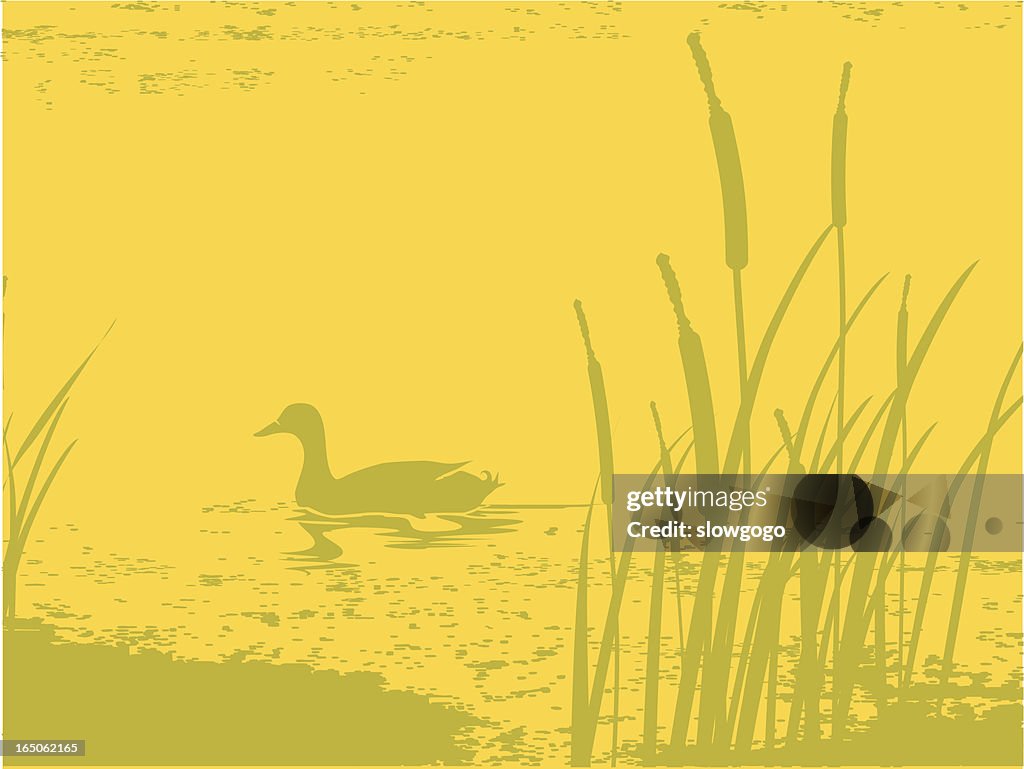 Pond at dusk