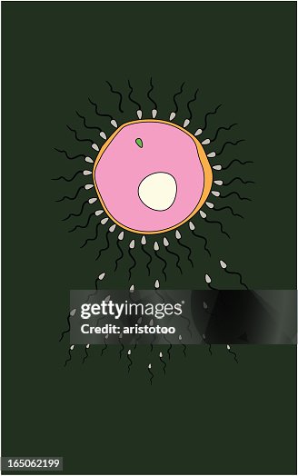 Fertilization Fertilization