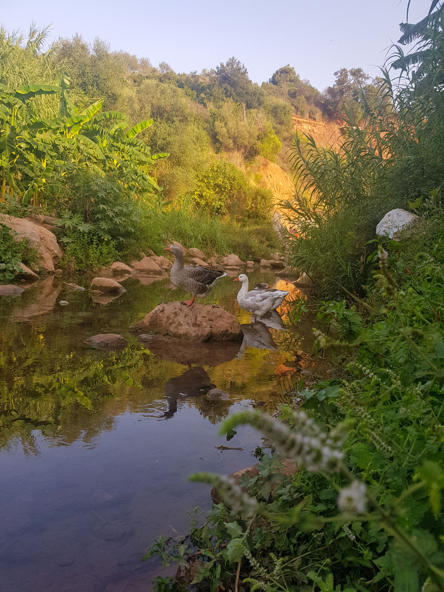 anserma nature