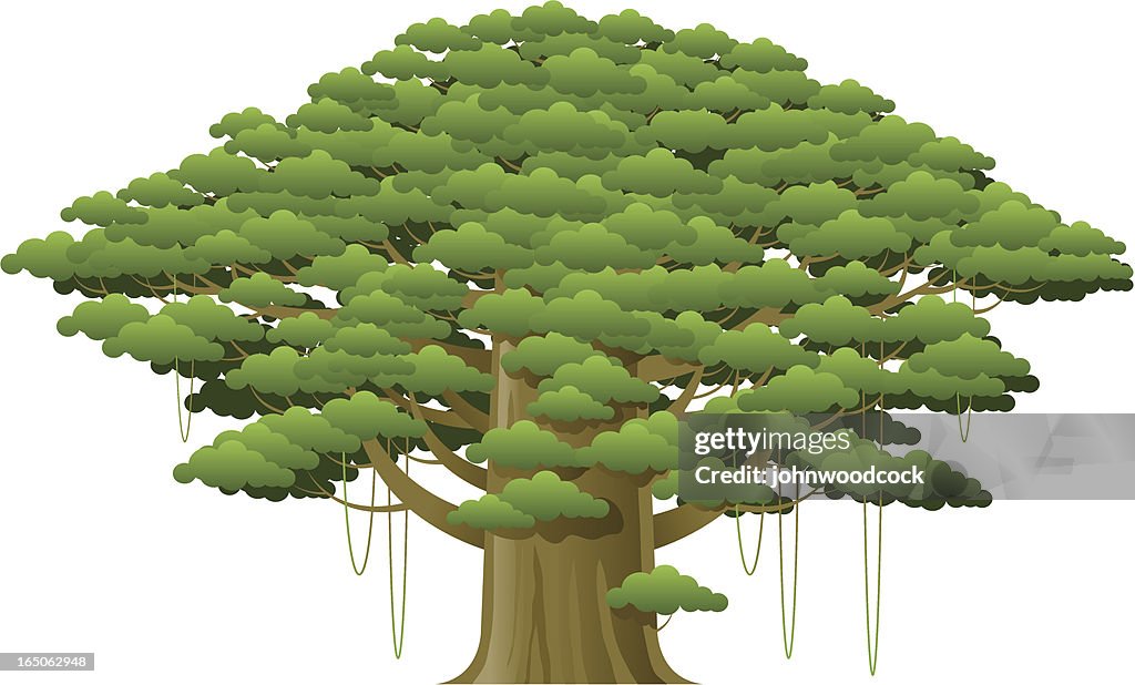 Big tree