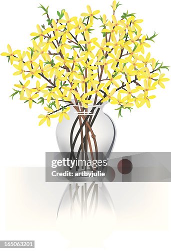 Forsythia branches Forsythia branches