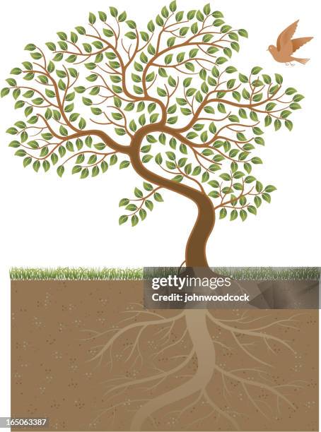 tree and roots - root stock illustrations