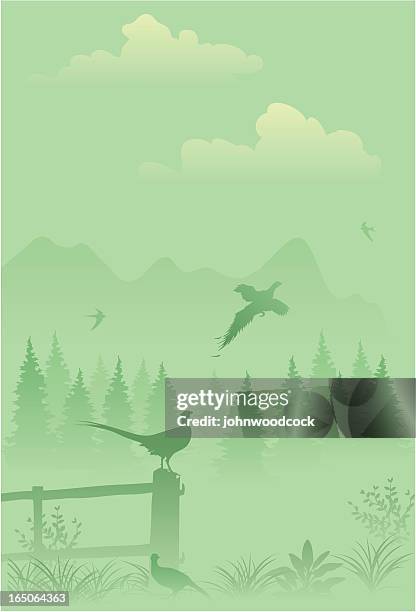 green landscape - pheasant stock illustrations