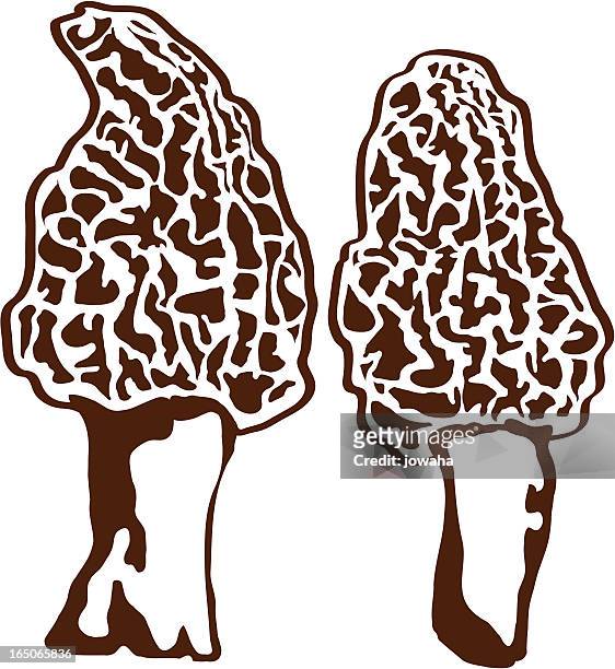 morel mushrooms - morel mushroom stock illustrations