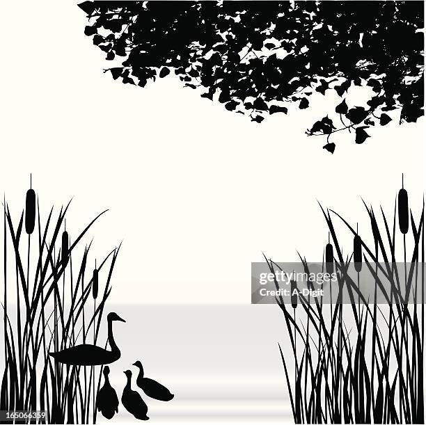 bildbanksillustrationer, clip art samt tecknat material och ikoner med cattail pond vector silhouette - vass gräsfamiljen