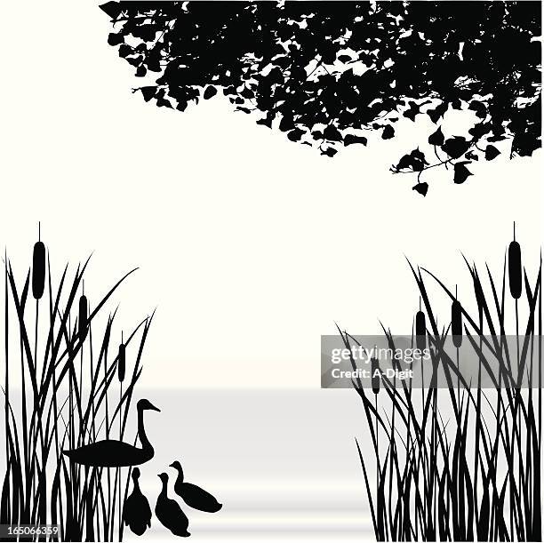 cattail pond vector silhouette - cygnet stock illustrations